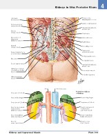 Frank H. Netter, MD - Atlas of Human Anatomy (6th ed ) 2014, page 346